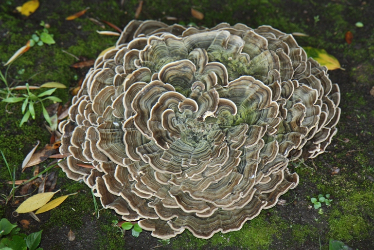 fungus